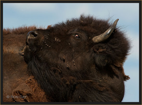 Head View of American Bison, (Bos bison)
